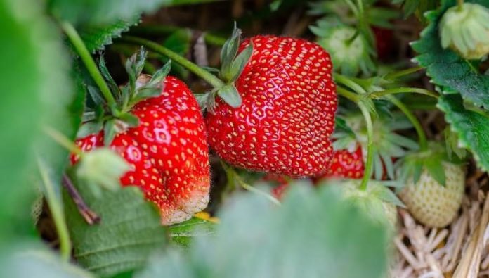 Vegetable Garden How To Grow Strawberries In Tubes Here Is The Very