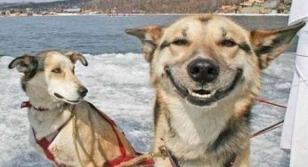 Animali che ridono e sorridono: quanto c’è di vero? Gli animali possono ridere?