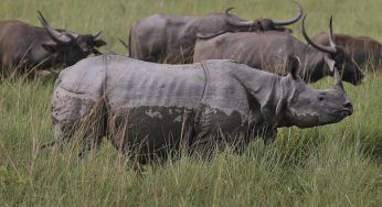 Carne di animali in via di estinzione: pene aumentate in Cina