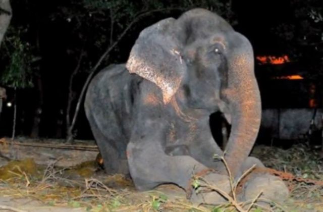 Elefante Raju