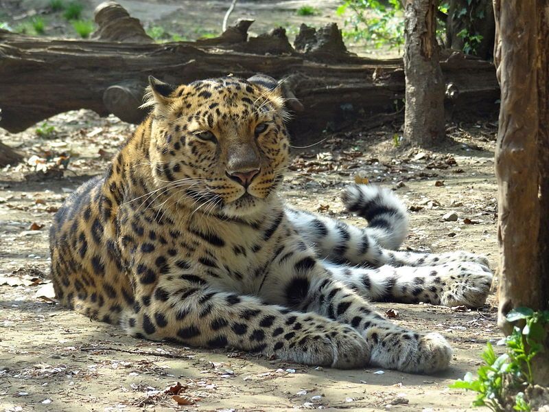 Leopardo dellAmur
