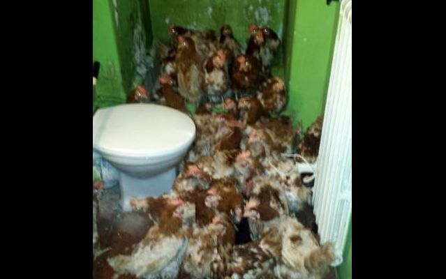 Allevamento di polli in casa abusiva 150x150