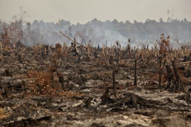 foresta distrutta indonesia