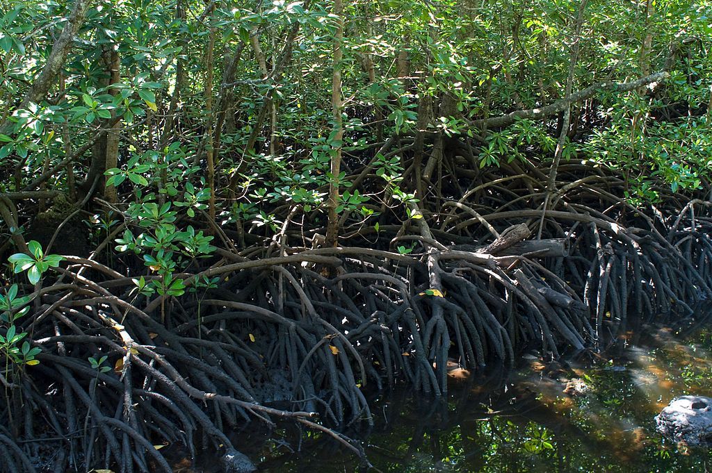 foresta mangrovie