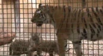 Cuccioli di tigre siberiana muovono i primi passi allo zoo di Berlino