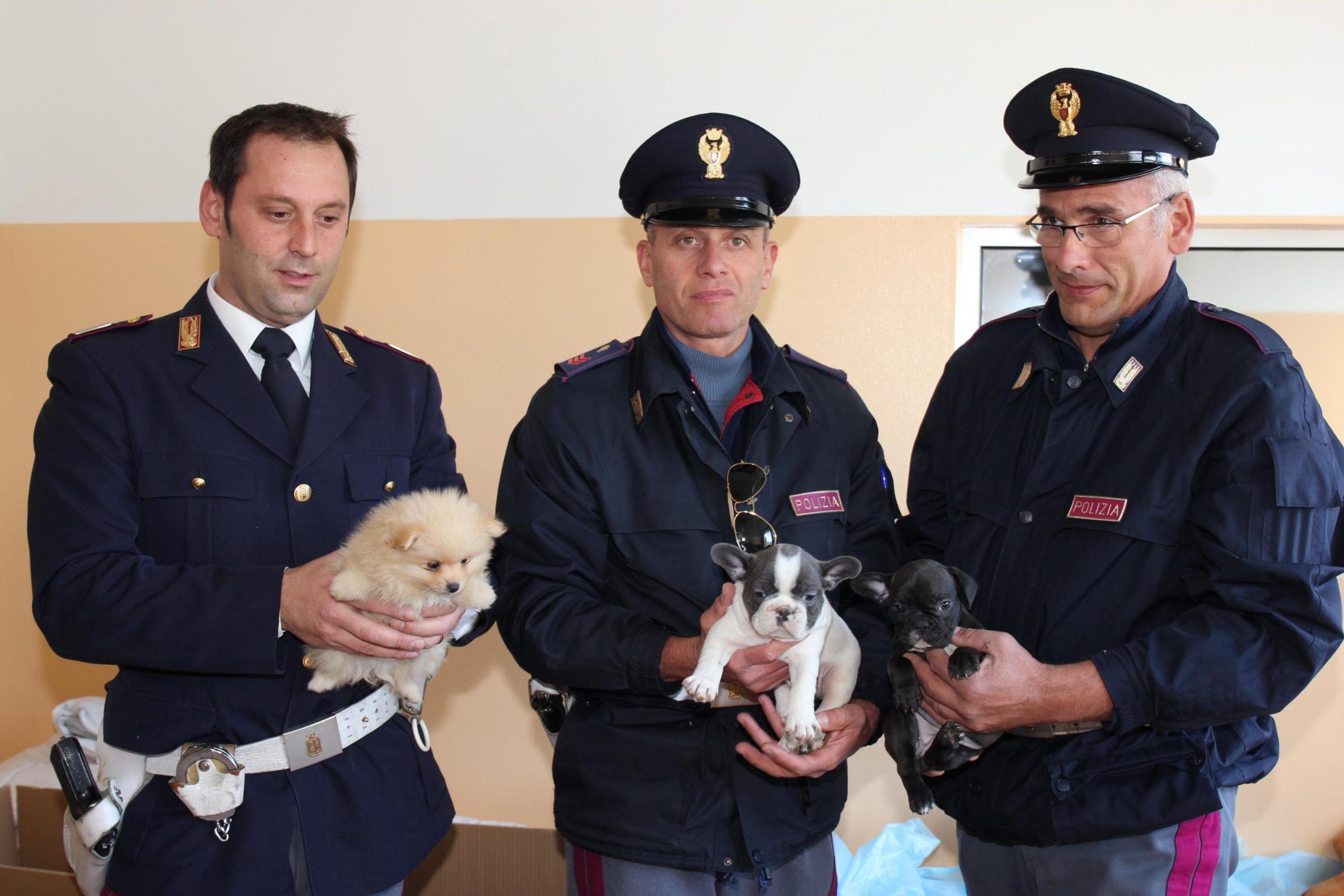 Polstrada scopre 49 cuccioli cane in auto Slovacchia