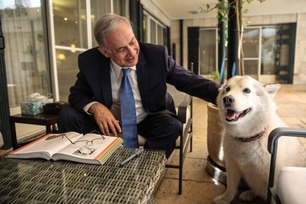 Cane di Netanyahu in quarantena