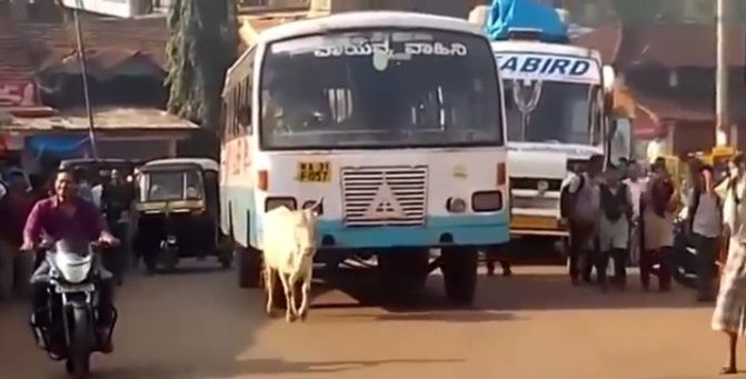 mucca ferma bus india