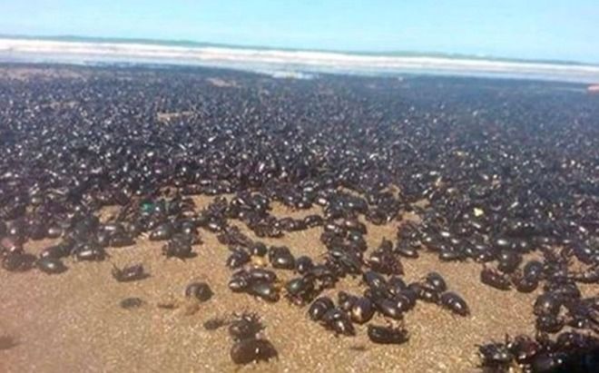 Argentina spiagge sommerse da scarafaggi