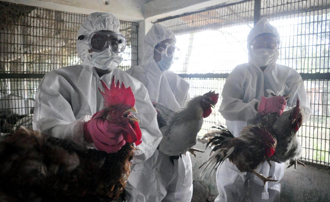 India, allerta influenza aviaria in allevamento di pollame
