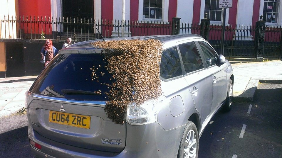foto api incollate all'auto