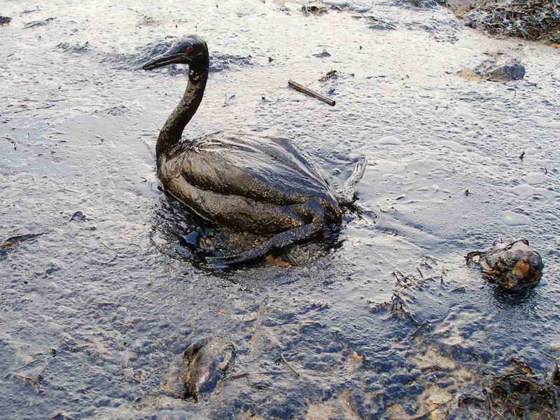 petrolio rischi ambiente