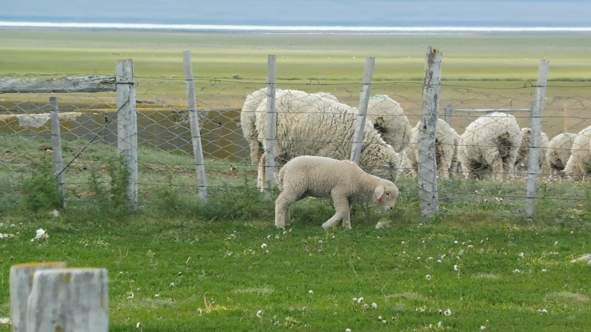 allevamento pecore cile