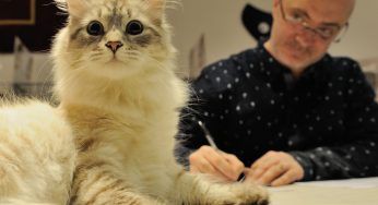 Maturità, gatti in aula contro lo stress da esami