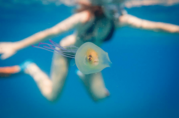 pesce nella medusa
