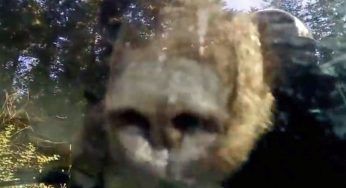 Un orso resta prigioniero in un fuoristrada