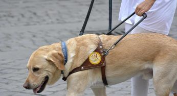 Polpette avvelenate a cane guida per non vedente