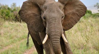 Commercio avorio: #JoinTheHerd è la petizione pubblica per chiedere lo stop