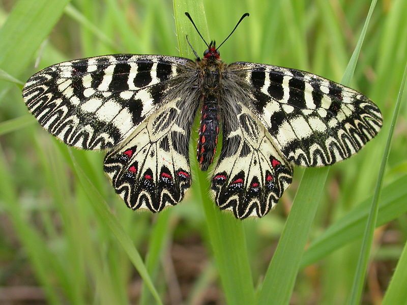 farfalla cassandra