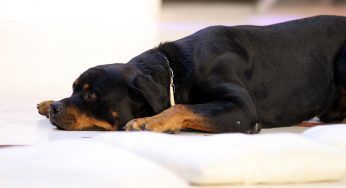 ‘Non esistono razze di cani pericolose, solo padroni disinformati’ [INTERVISTA]