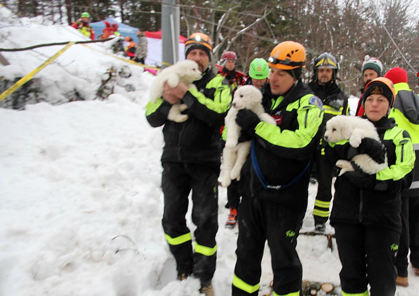 Rigopiano : i soccorritori trovano vivi i tre piccoli cuccioli