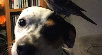 Cane gli salva la vita, passerotto lo ringrazia posandosi sul muso