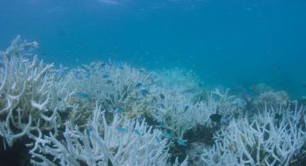 La Grande Barriera corallina australiana è morta: la colpa è del riscaldamento globale