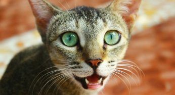Come capire il linguaggio dei gatti, i loro segnali e gli stati d’animo