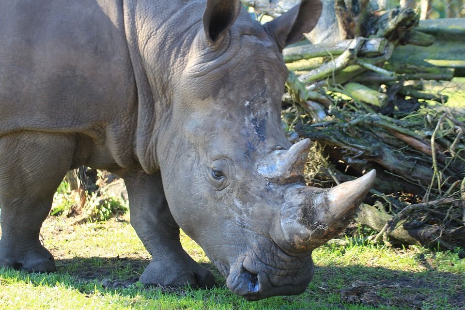 rinoceronte foto repertorio