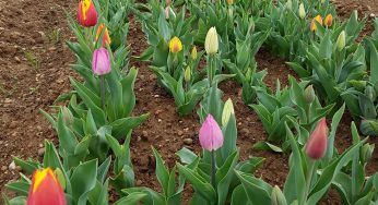 Tulipani a Milano, il campo è in fiore: 250mila fiori sbocciano a Cornaredo
