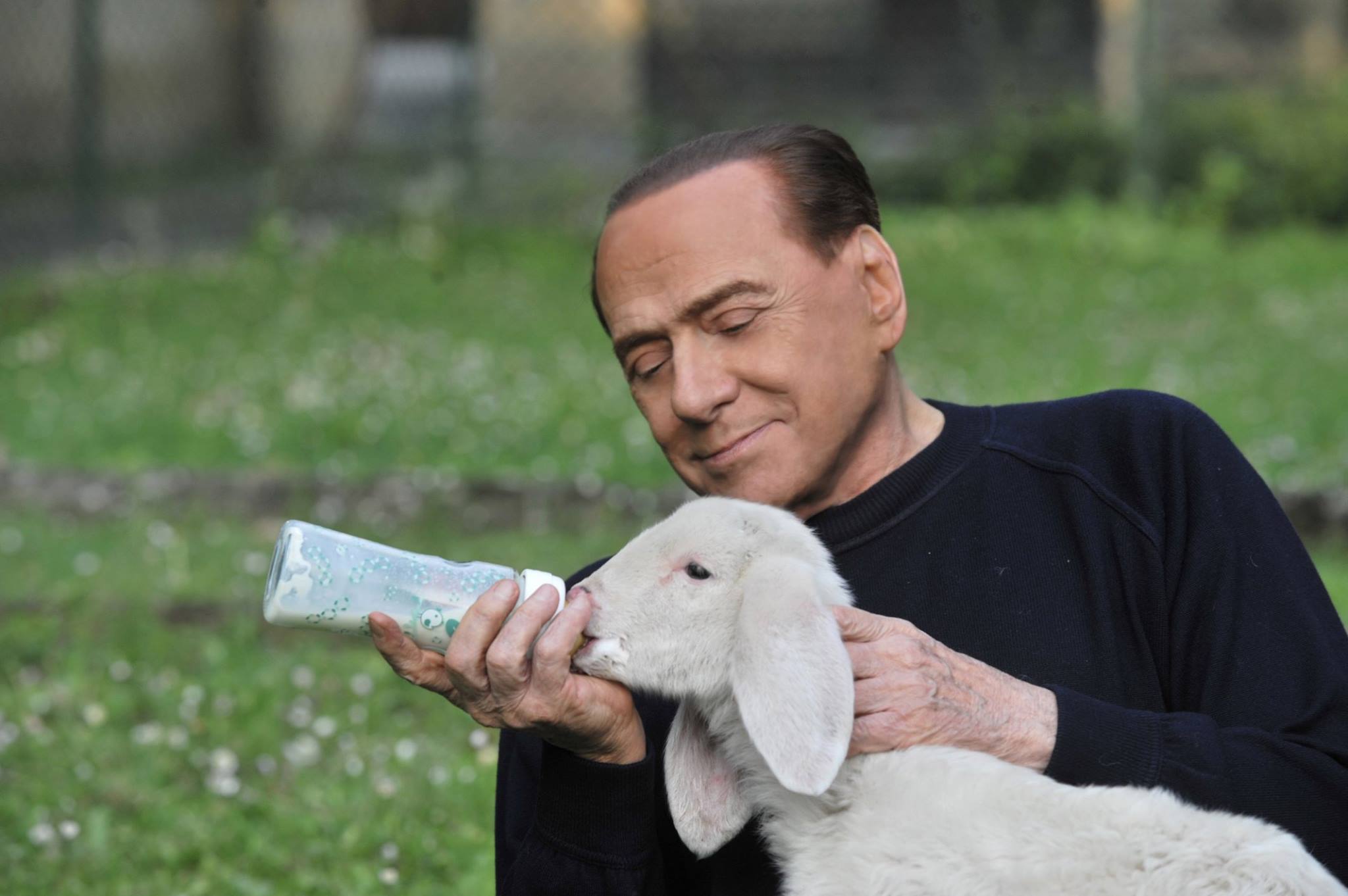 Berlusconi agnello