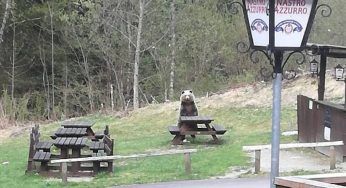 Il mistero dell’orso seduto al bar delle Cascate Nardis a Pinzolo