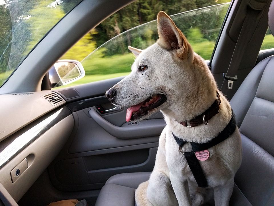 cane in auto