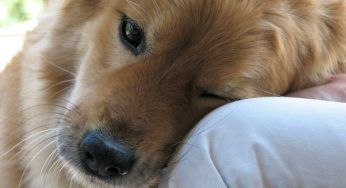 Amore dei cani, la scienza spiega come e perché ci vogliono bene