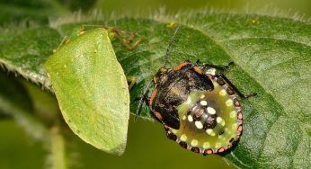 Piante che allontanano le cimici, quali sono?