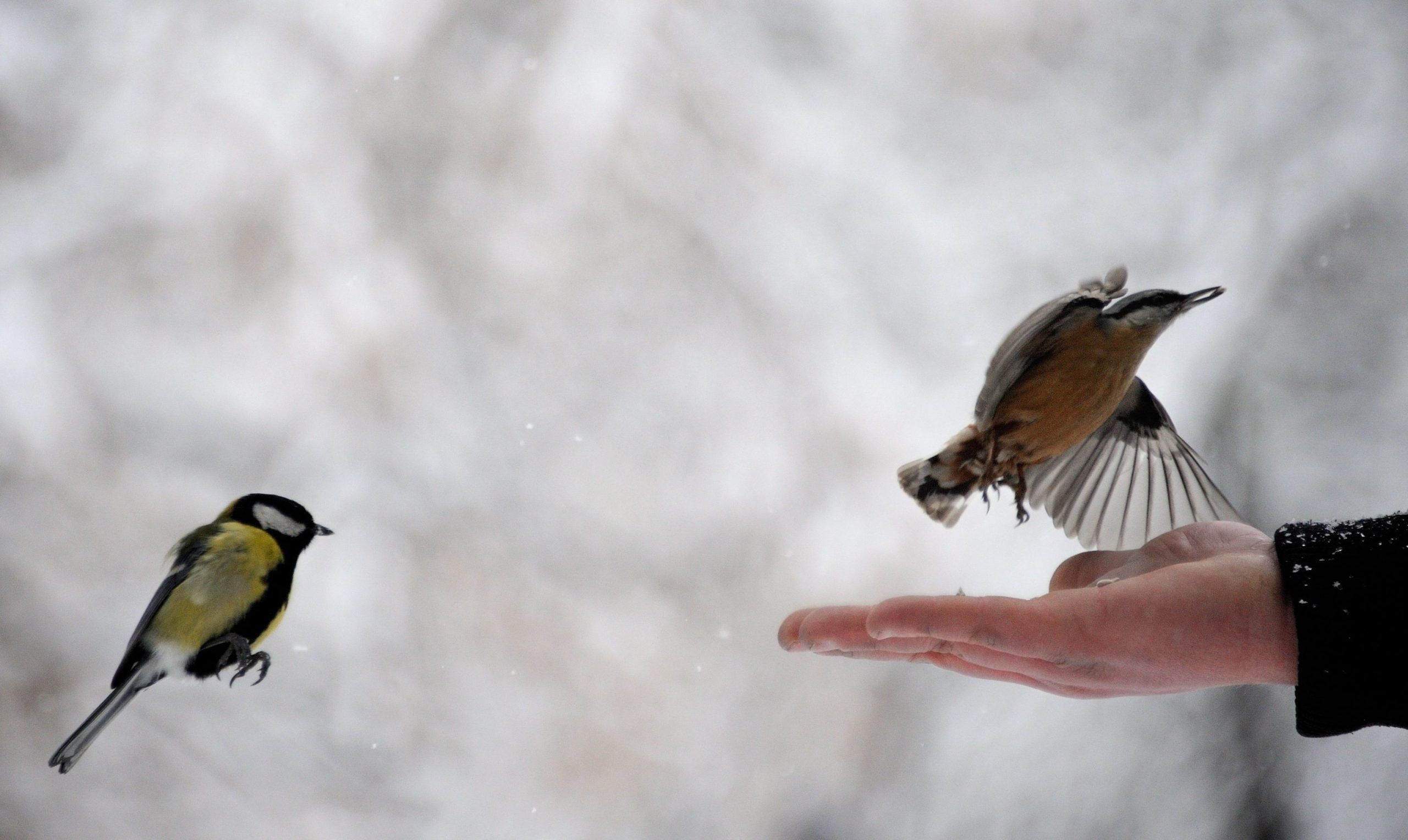 MALTEMPO: ANIMALI ALLE PRESE CON IL FREDDO / SPECIALE