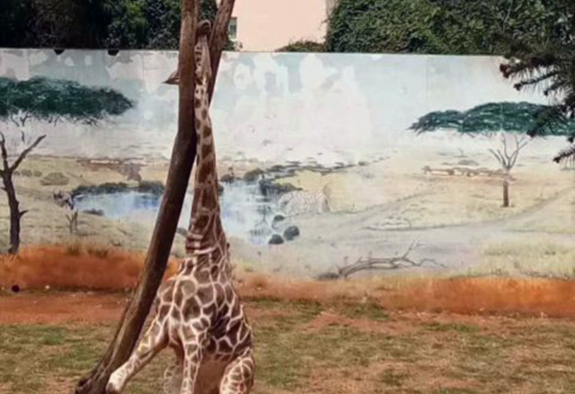 Giraffa muore con la testa incastrata tra gli alberi