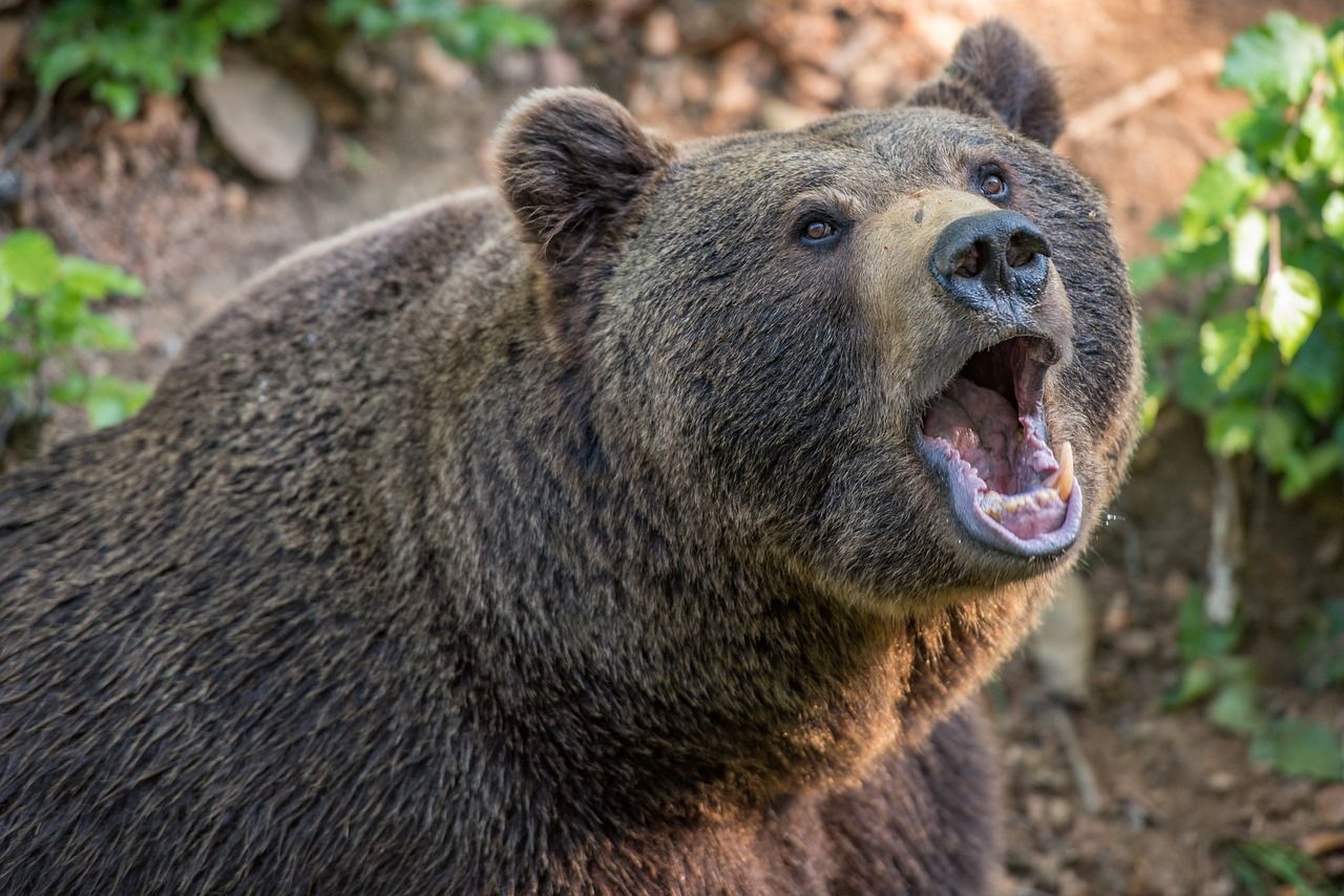 India tenta di fare un selfie con l'orso ma l'animale lo sbrana