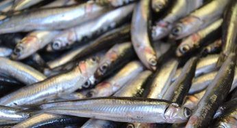 Pesce azzurro: omega-3 alleati nella lotta alla sclerosi multipla