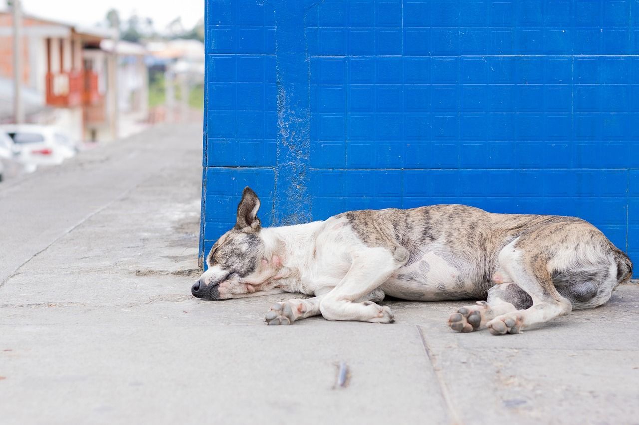 Kansas, cani senza cibo stremati si danno al cannibalismo padrona condannata a un anno di carcere