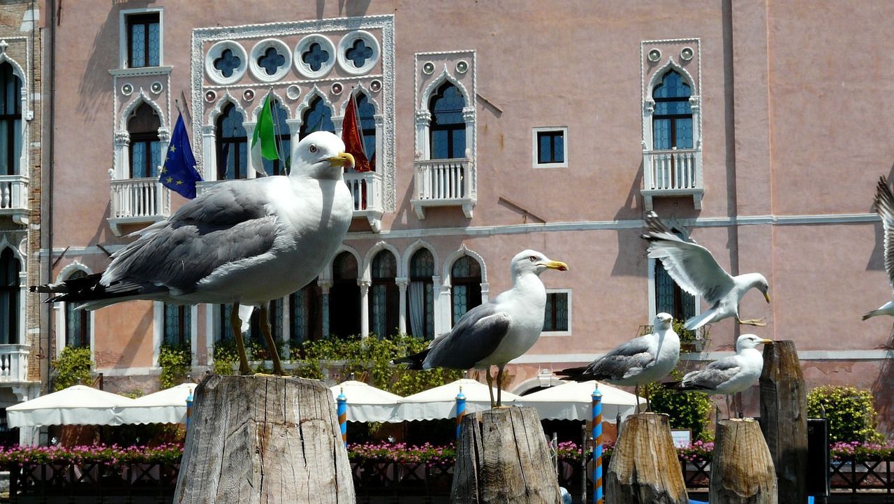 Venezia, gabbiano aggredisce una turista ferendole il labbro 'Servono provvedimenti'