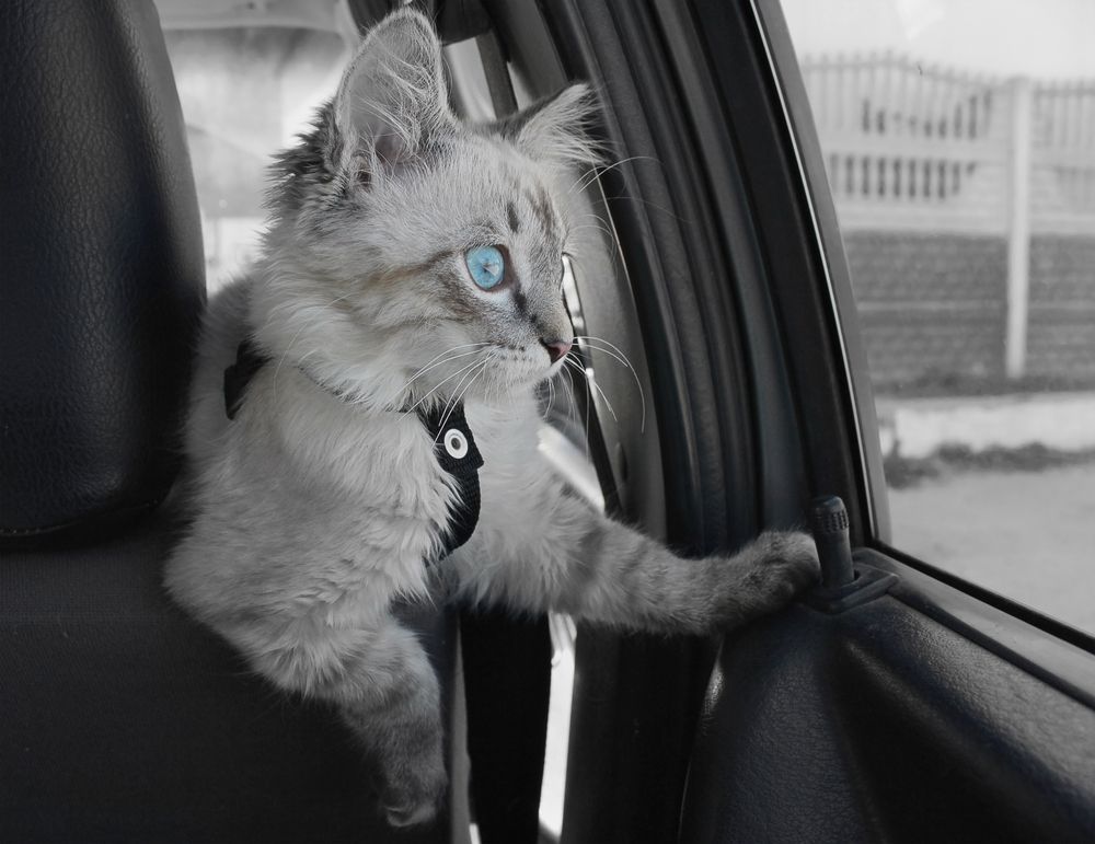 gatto chiude fuori i padroni dall'auto