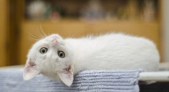 Adottare un gatto fa bene al cuore: numerosi i benefici per i cardiopatici