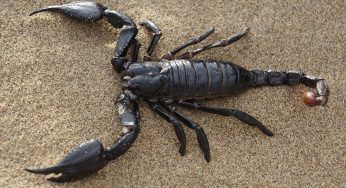 Brasile: neonata di 3 giorni punta sette volte da uno scorpione infilatosi nel pannolino