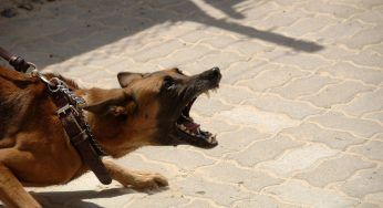 Puglia: cane di grossa taglia sbrana un cagnolino tenuto al guinzaglio
