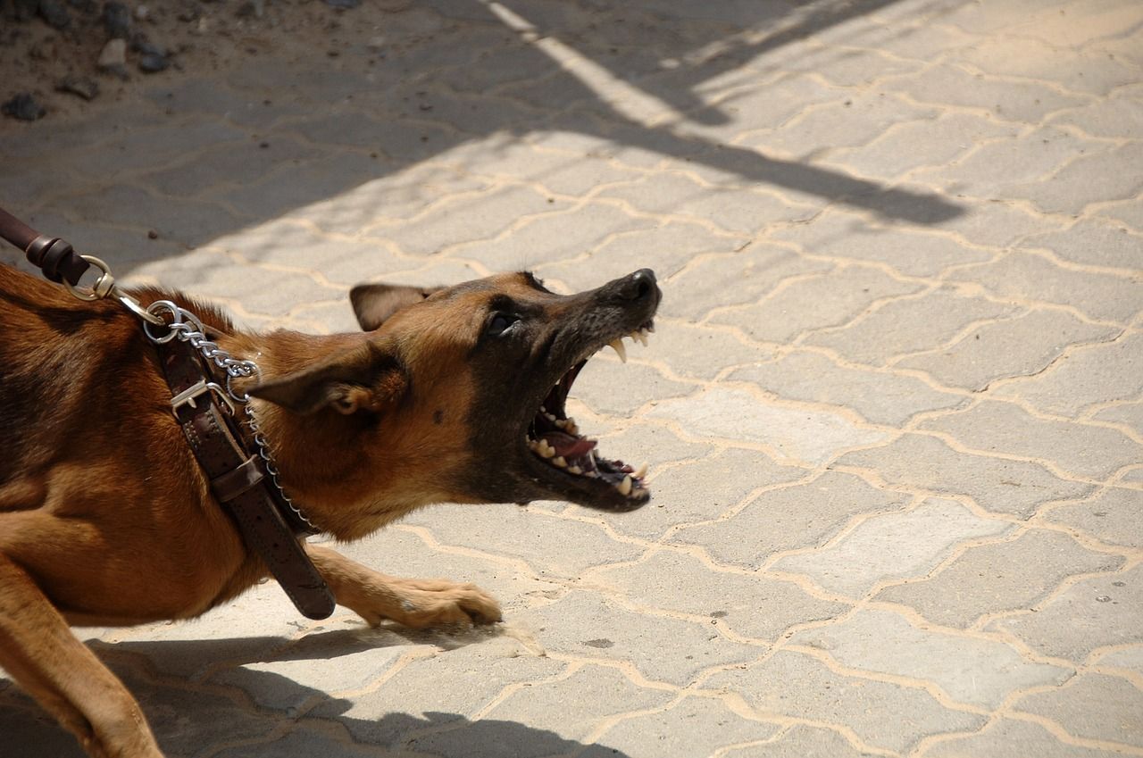 Puglia cane di grossa taglia sbrana un cagnolino tenuto al guinzaglio