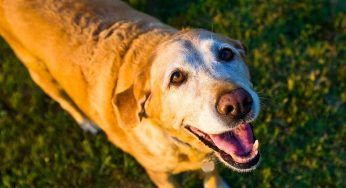 La casa di riposo per cani orfani a Bracciano è la prima in Europa