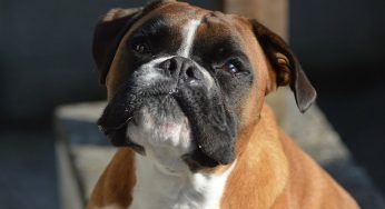 Un cane si finge randagio per ottenere cibo. La padrona avverte: ‘Non ne ha bisogno, è già grassa’