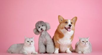 Diabete: anche cani e gatti ne soffrono ma i padroni non lo sanno