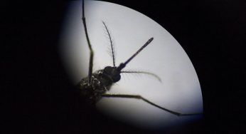 Gli anticorpi sviluppati da Dengue possono proteggerci dal Covid-19?